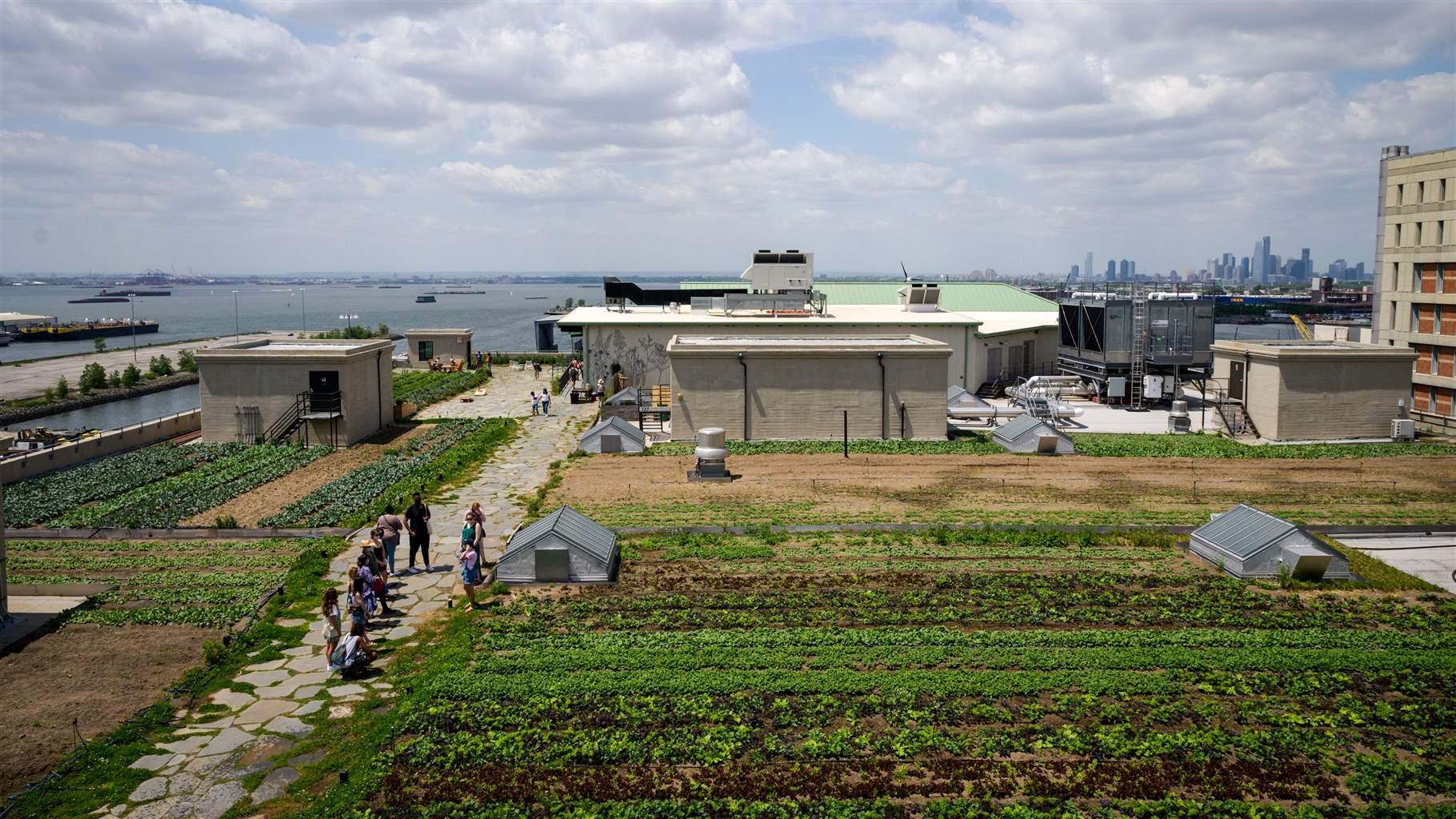 The plants growing on the city's rooftops are tended by a group of people.