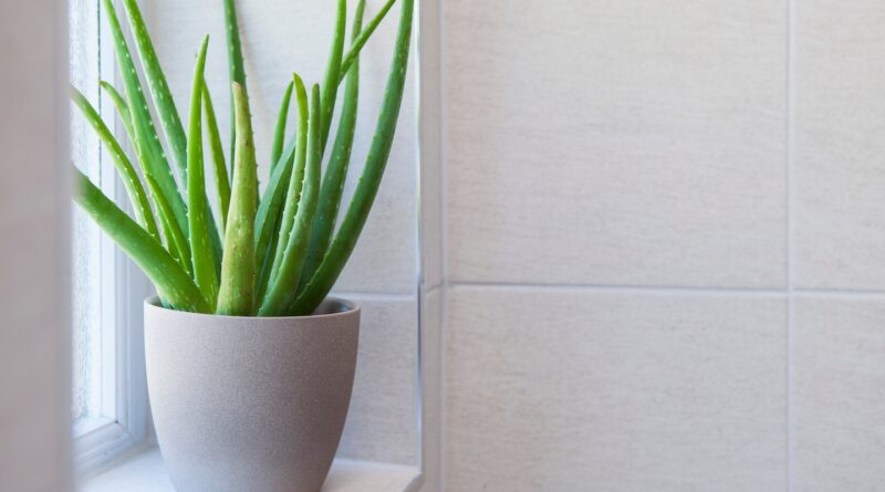 Is aloe vera the key to perfect skin?  Here's what the science says.