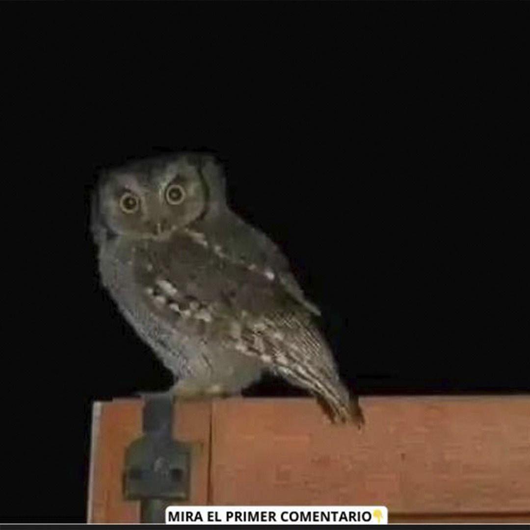 Lechuzas: Mensajeras de Sabiduría y Protección