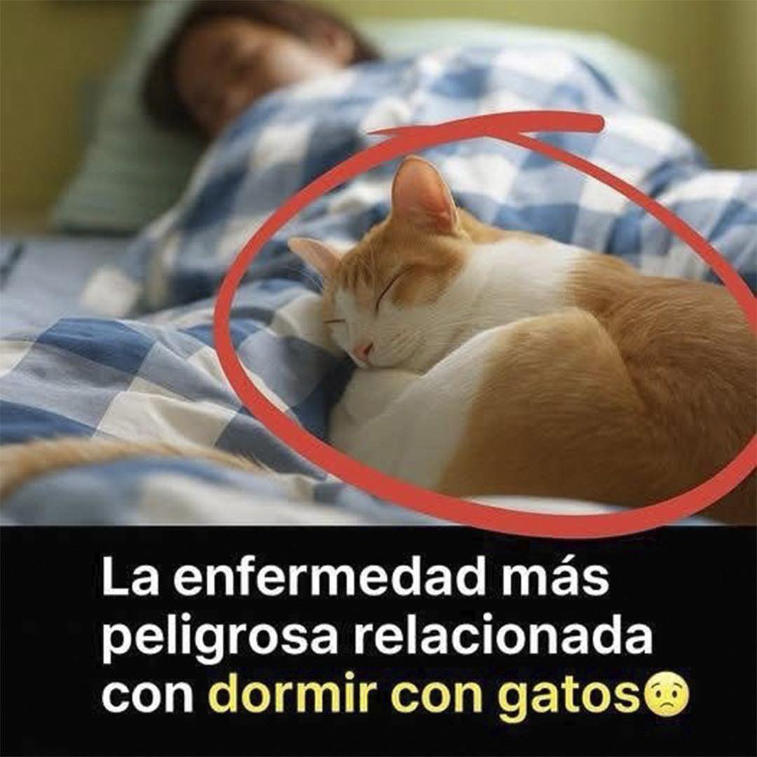 ¿Dormir con tu gato? Cuidado con esta enfermedad silenciosa que muchos desconocen