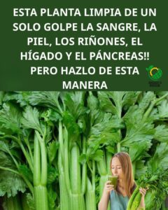 Apio para los Riñones y el Hígado: El Depurador Natural que tu Cuerpo Agradecerá