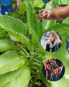 Kalanchoe: El Tesoro Verde que Alivia y Fortalece tu Salud
