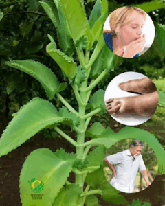 Kalanchoe: El Tesoro Verde que Alivia y Fortalece tu Salud