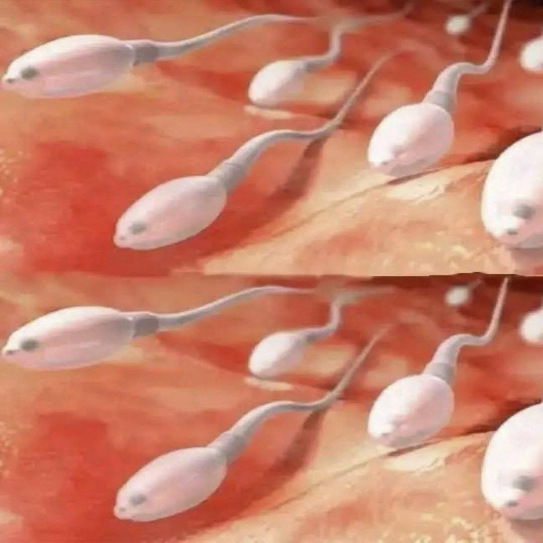 Estudios Detallan el Impacto del Semen de tu Pareja