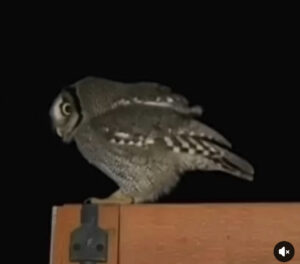 Sabías que las LECHUZAS rondan tu casa cuando IMG_7094