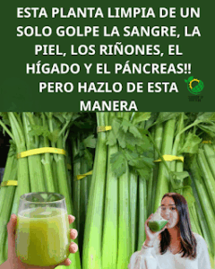 Apio para los Riñones y el Hígado: El Depurador Natural que tu Cuerpo Agradecerá