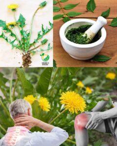 Descubre Por Qué La Raíz De Diente De León Es El Secreto Medicinal Mejor Guardado De La Naturaleza