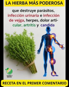 Tomillo: El Remedio Natural para una Variedad de Problemas de Salud