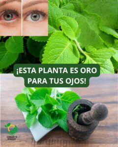 🌿 Recupera una Visión Clara como el Cristal: El Poder Oculto del Orégano para las Cataratas y la Salud Ocular