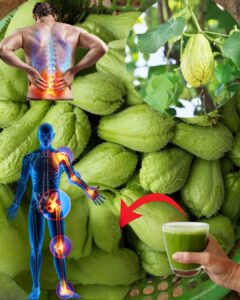 Descubre el Chayote: La Humilde Calabaza que Transforma tu Salud de Forma Natural