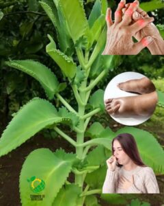 Kalanchoe: El Tesoro Verde que Alivia y Fortalece tu Salud