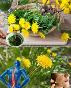 Descubre Por Qué La Raíz De Diente De León Es El Secreto Medicinal Mejor Guardado De La Naturaleza