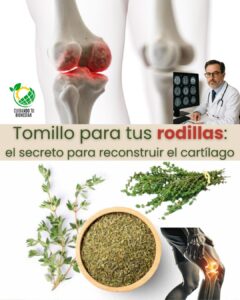 Tomillo: El Remedio Natural para la Regeneración del Cartílago en las rodillas