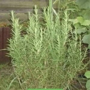 Romero: Propiedades, Beneficios y Usos para la Salud y el Bienestar