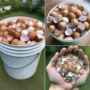 No las tires: lo que puedes hacer con las cáscaras de huevo en casa No las tires: lo que puedes hacer con las cáscaras de huevo en casa