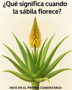 ¿Qué significa cuando una sábila florece? La sorprendente señal que muchos desconocen
