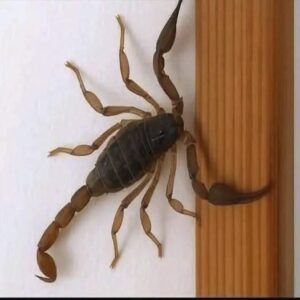 Alacranes en casa: lo que podrían estar tratando de decirte