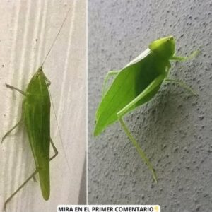El Fascinante Camuflaje de los Insectos: Un Mensaje Natural Para la Salud de Tu Hogar