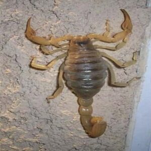 Alacranes en casa: lo que podrían estar tratando de decirte