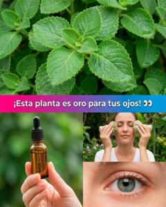 Descubre la Planta que Está Quitando Pacientes a los Oftalmólogos: El Remedio Natural que Millones Usan