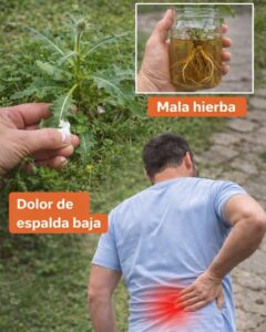 Lechuga Espinosa Silvestre: Usos Tradicionales y su Potencial para el Bienestar Diario