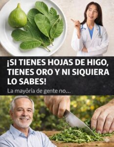 Si tienes hojas de higo, tienes oro y ni siquiera lo sabías… Si tienes hojas de higo, tienes oro y ni siquiera lo sabías…