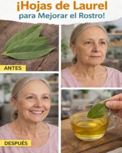El Poder Silencioso del Laurel: el Ritual Natural que tu Piel Estaba Esperando