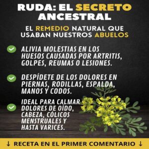 ¿Para qué sirve la ruda y cuáles son sus efectos?