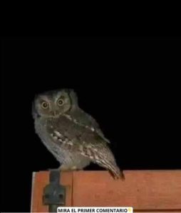 Las lechuzas cerca de tu casa: entre mitos, señales y la verdad que pocos conocen Las lechuzas cerca de tu casa: entre mitos, señales y la verdad que pocos conocen