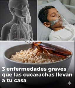 3 enfermedades graves que las cucarachas pueden llevar a tu casa (y cómo evitarlas) 3 enfermedades graves que las cucarachas pueden llevar a tu casa (y cómo evitarlas)